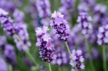 Lavender Labiatae Flower seeds for Planting Hardy Variety Heirloom & GMO Free Seeds for Home Garden