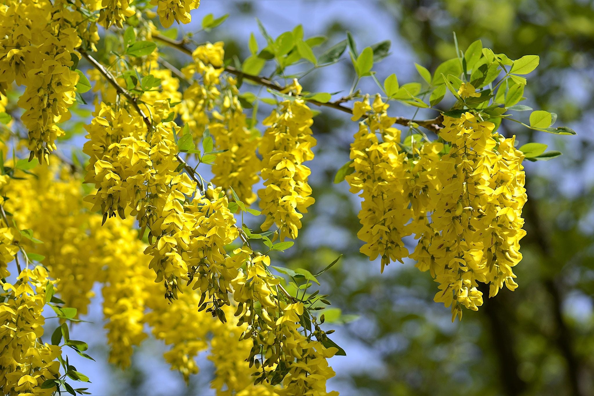High quality Yellow Laburnum Flower seeds for Planting Vibrant Colors, Heirloom & GMO Free Seeds for Home Garden seeds pack