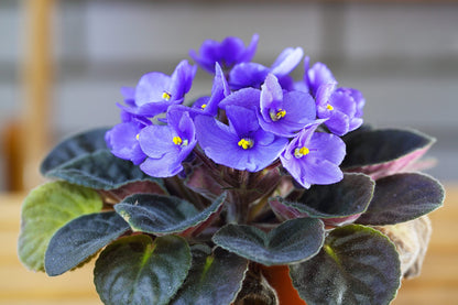 Saintpaulia Flower seeds for Planting Long Bloom Season Heirloom & GMO Free Seeds for Home Garden