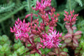 Pink Sedum Spurium Flower seeds for Planting Colorful Display, Heirloom & GMO Free Seeds for Home Garden seeds for planting