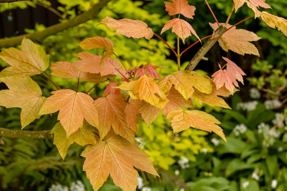 Yellow Sycamore Tree Seeds Planting Majestic