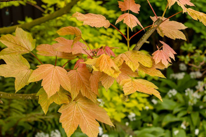 Yellow Sycamore Tree Seeds Planting Majestic