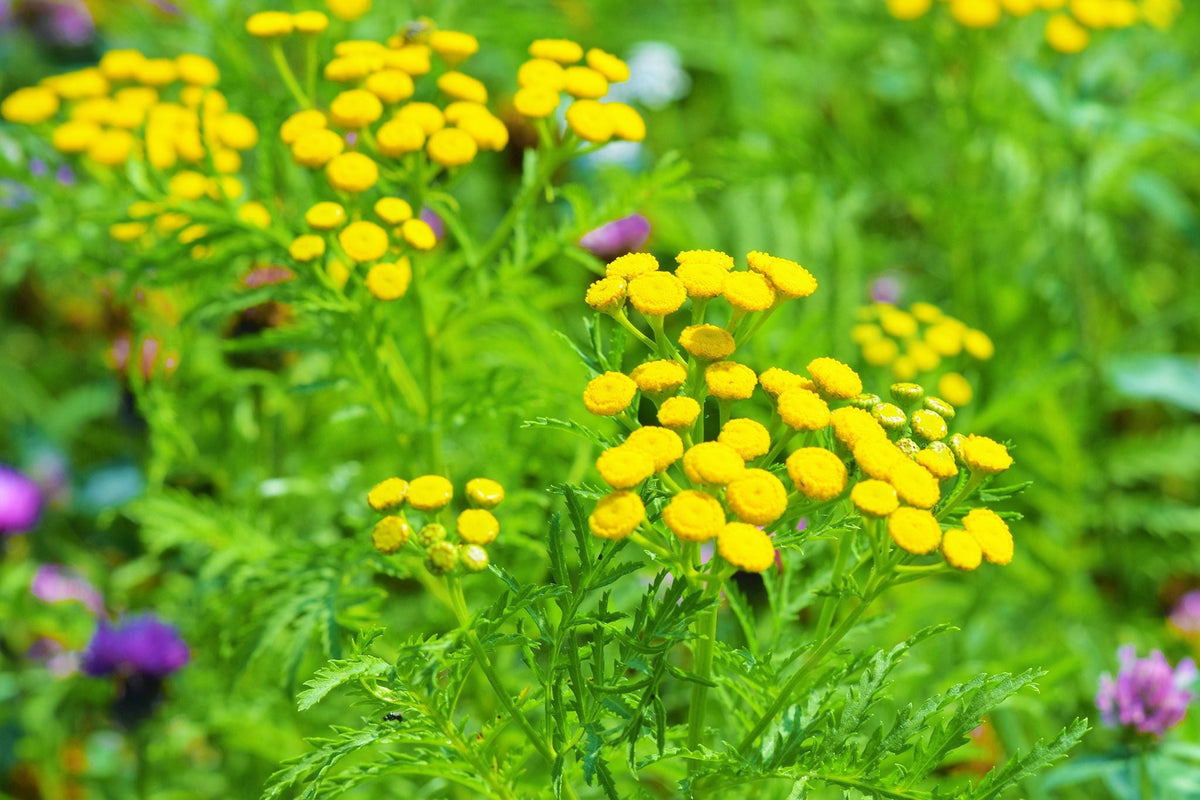 Tansy Flower seeds for Planting Pollinator Friendly Heirloom & GMO Free Seeds for Home Garden