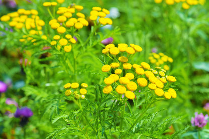 Tansy Flower seeds for Planting Pollinator Friendly Heirloom & GMO Free Seeds for Home Garden