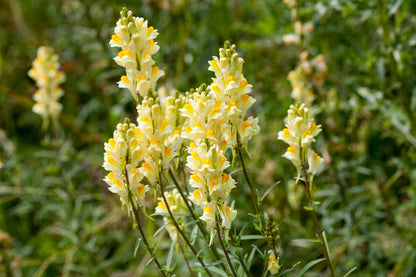 Toadflax Flower seeds for Planting Shade Tolerant Heirloom & GMO Free Seeds for Home Garden