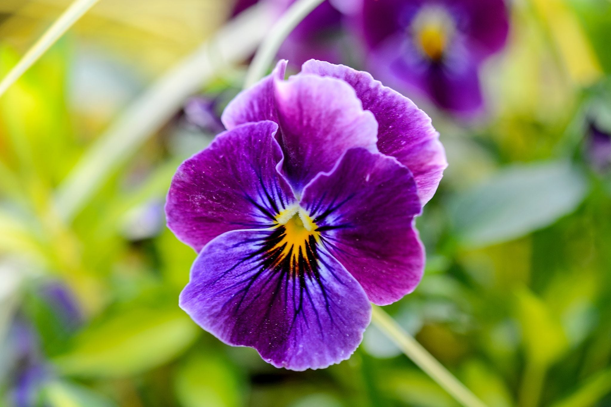 Premium Violet Flower seeds for Planting Premium Quality, Heirloom & GMO Free Seeds for Home Garden seeds