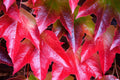 Red Boston Ivy Flower seeds for Planting Easy to Grow, Heirloom & GMO Free Seeds for Home Garden seeds for planting