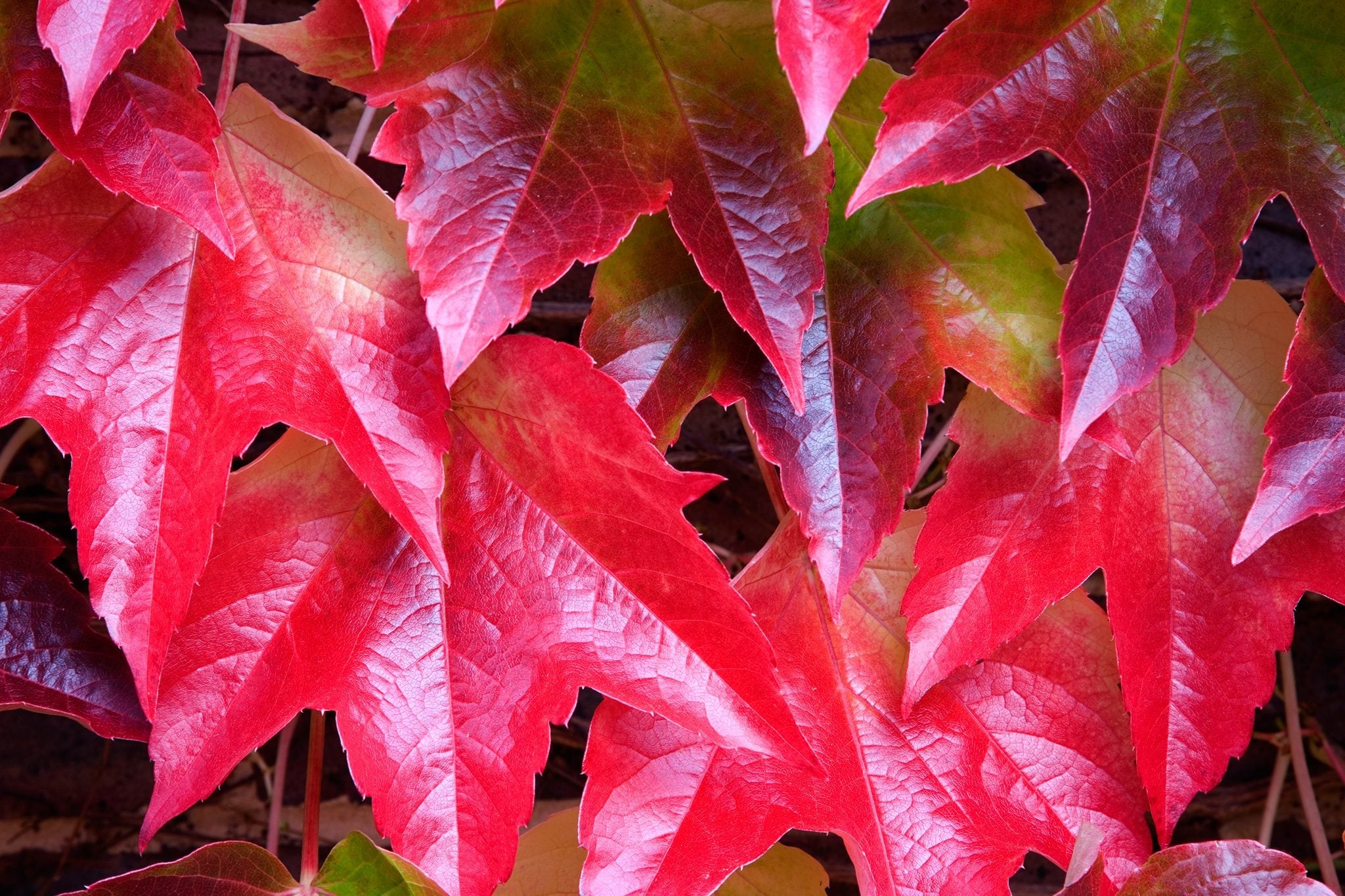 Red Boston Ivy Flower seeds for Planting Easy to Grow, Heirloom & GMO Free Seeds for Home Garden seeds for planting