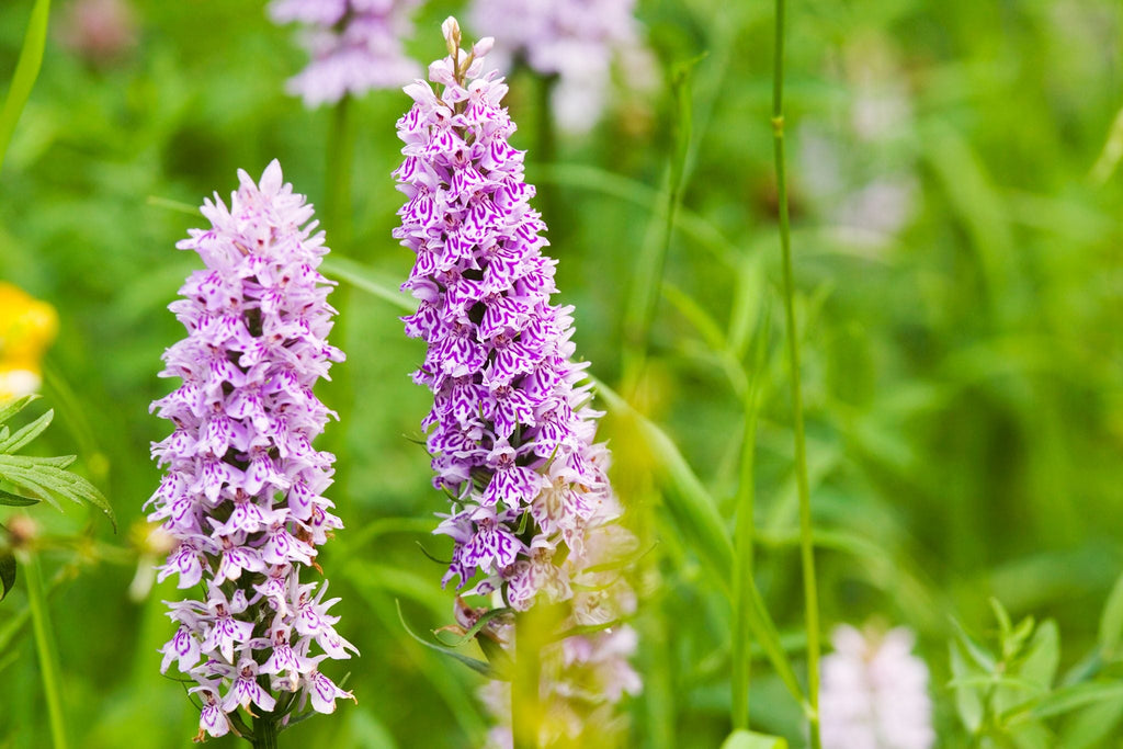 High quality Dactylorhiza Flower seeds for Planting Low Maintenance, Heirloom & GMO Free Seeds for Home Garden seeds pack