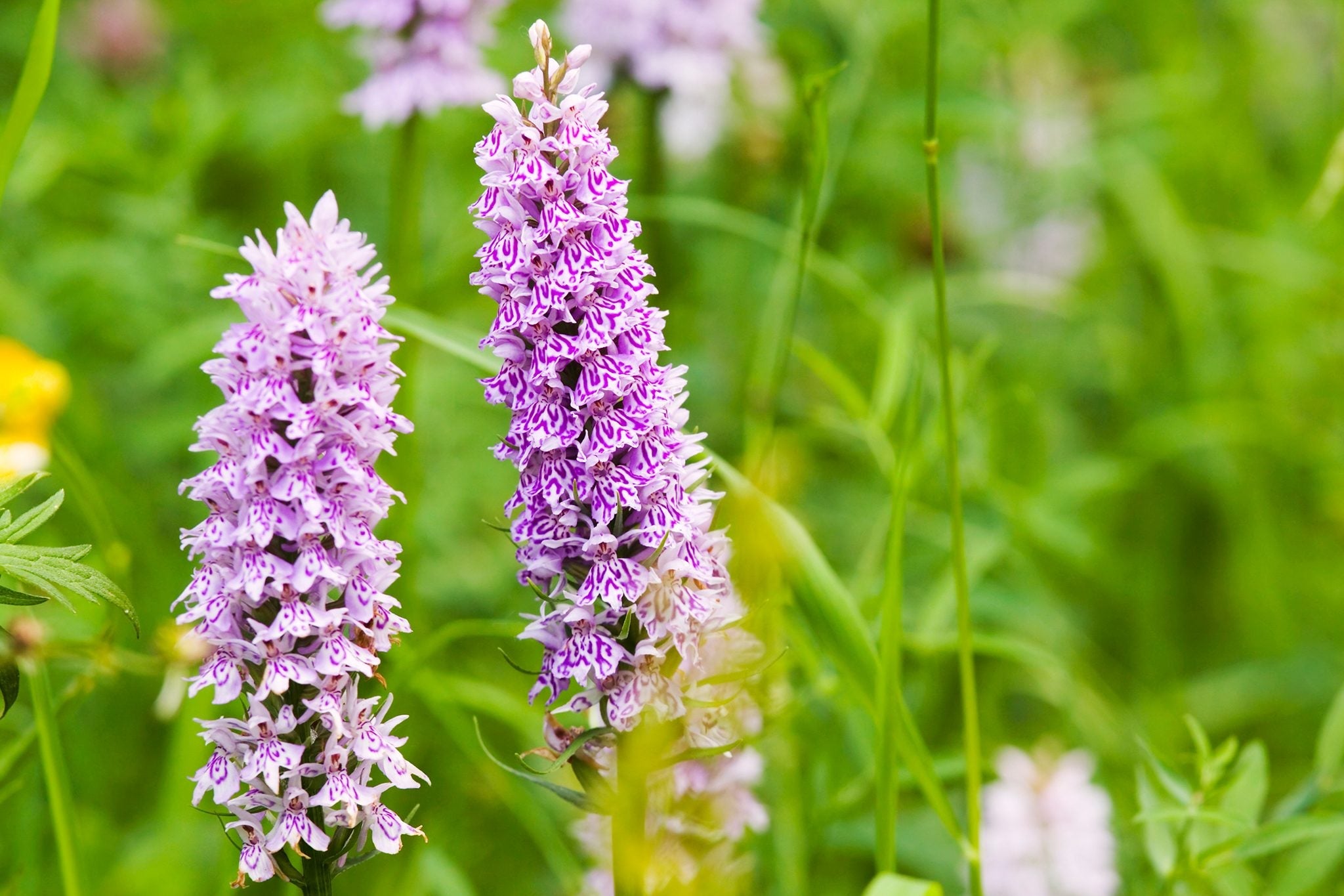 High quality Dactylorhiza Flower seeds for Planting Low Maintenance, Heirloom & GMO Free Seeds for Home Garden seeds pack