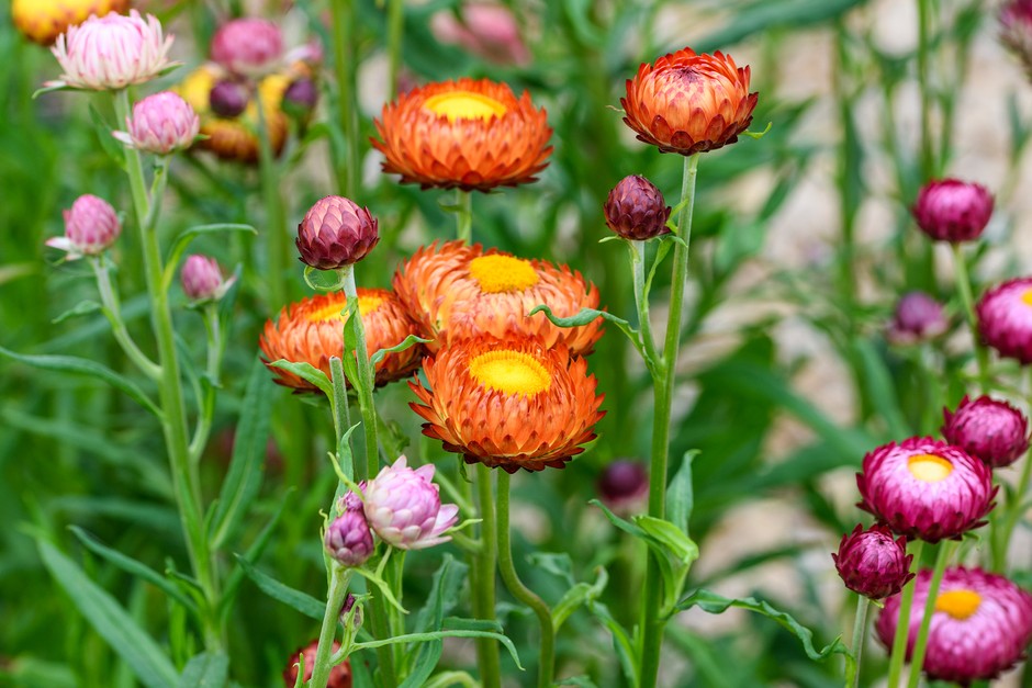 High quality Yellow Orange Straw Flower seeds for Planting Cottage Garden Essential, Heirloom & GMO Free Seeds for Home Garden seeds pack
