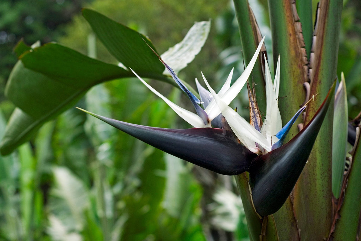 Strelitzia Flower seeds for Planting Colorful Display Heirloom & GMO Free Seeds for Home Garden