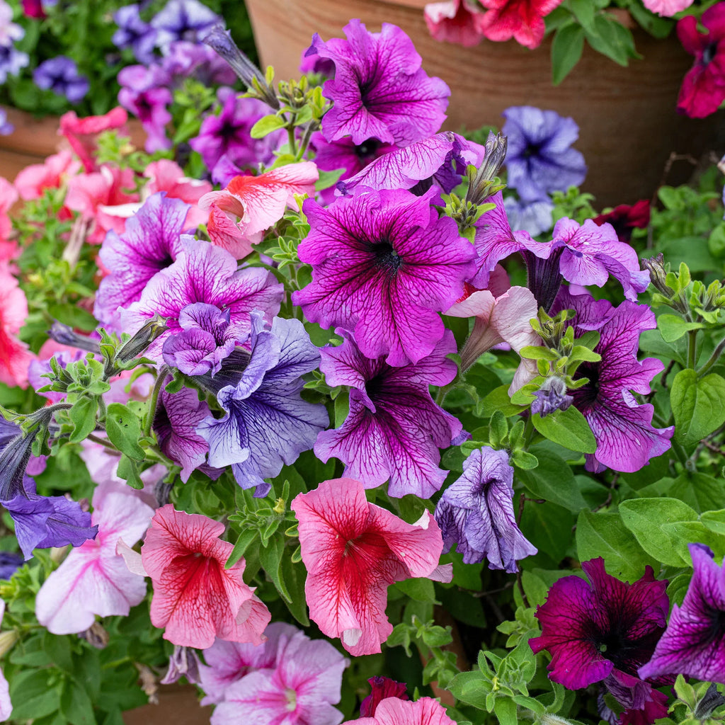 Mix Petunia Flower seeds for Planting Sun Loving, Heirloom & GMO Free Seeds for Home Garden vegetable and garden seeds