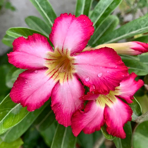 Premium Adenium Desert Flower seeds for Planting Easy to Grow, Heirloom & GMO Free Seeds for Home Garden seeds