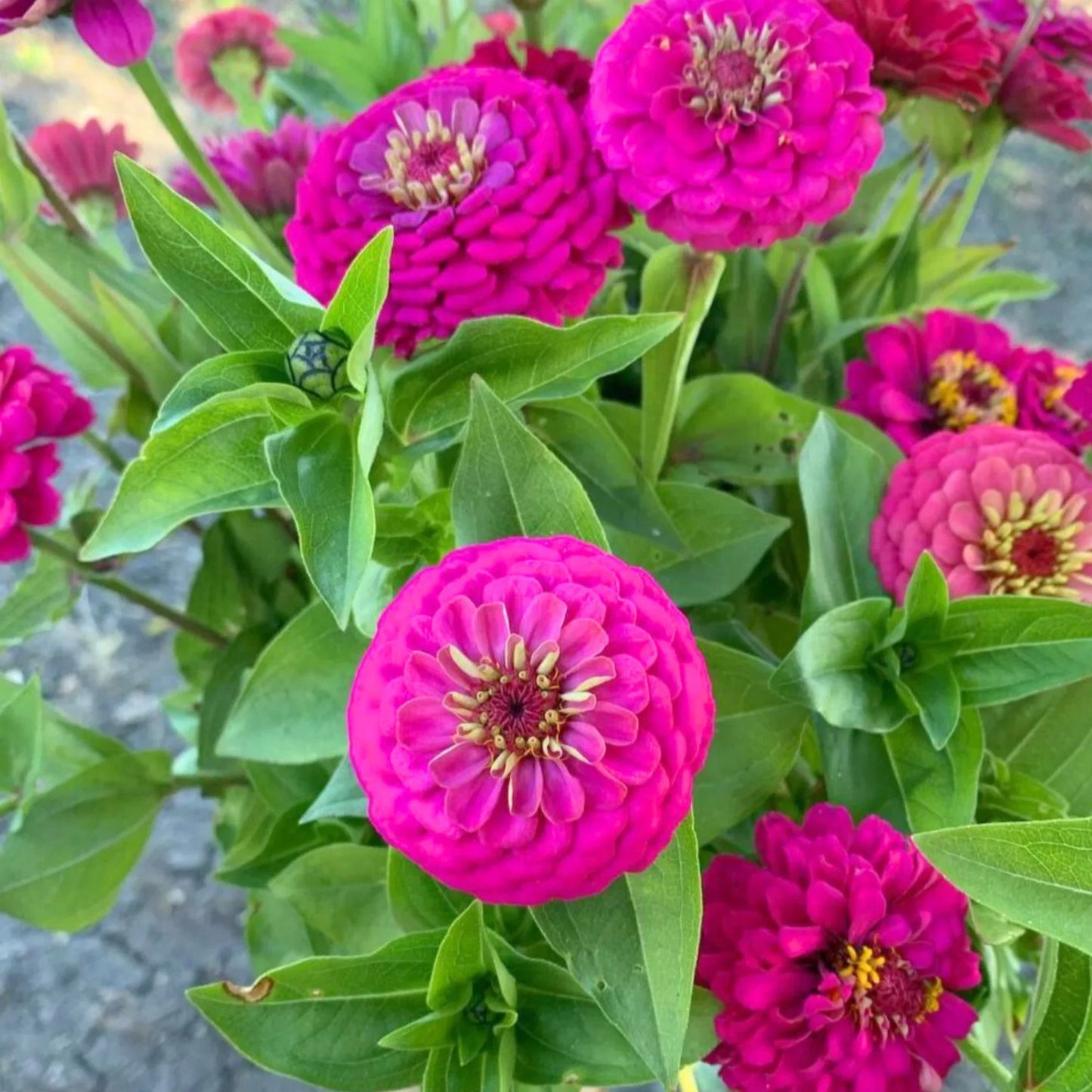 Yellow Pink Zinnia Flower seeds for Planting Easy to Grow Heirloom & GMO Free Seeds for Home Garden