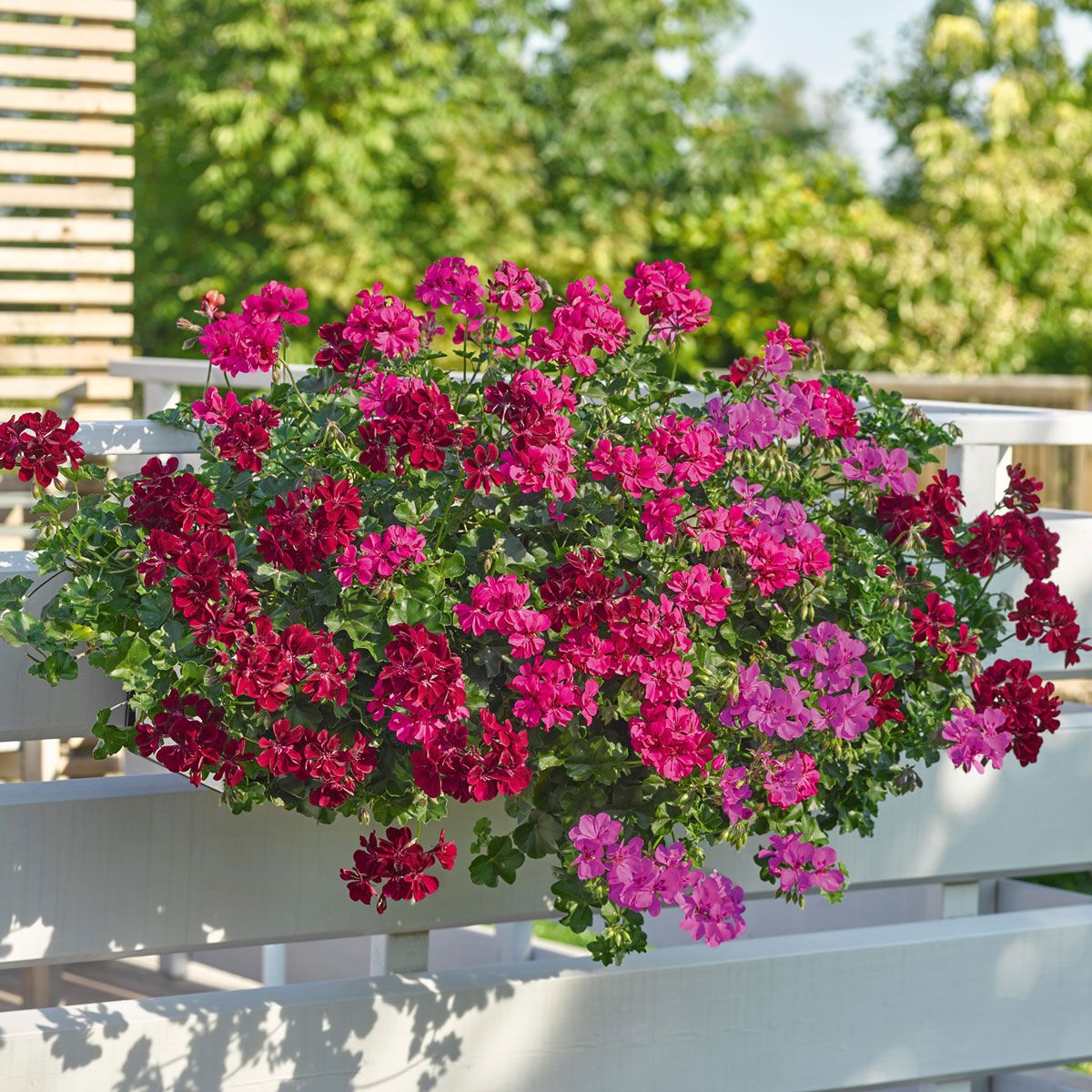 Violet Climbing Geranium Flower Seeds for Planting, Heirloom Non-GMO Organic Garden Seeds