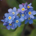 Myosotis Flower seeds for Planting Colorful Display, Heirloom & GMO Free Seeds for Home Garden seeds for planting