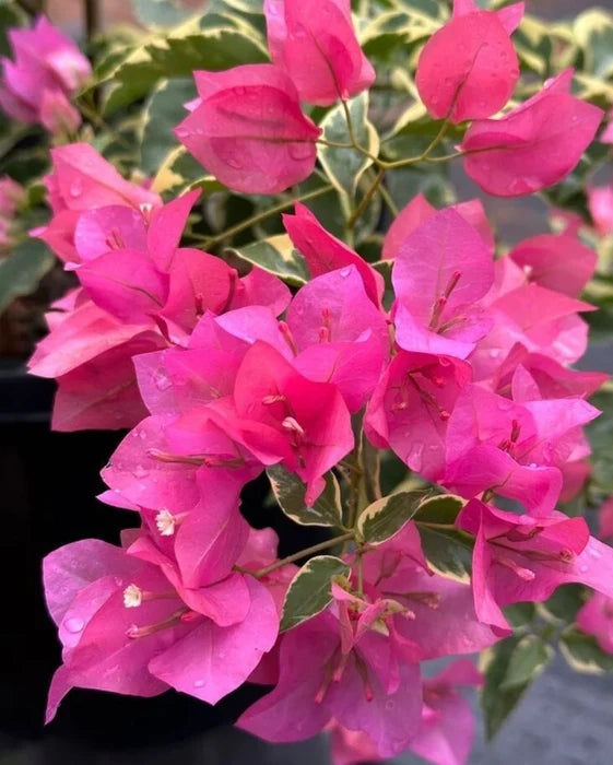 Thick Pink Bougainvillea Flower seeds for Planting Compact Growth, Heirloom & GMO Free Seeds for Home Garden vegetable and garden seeds