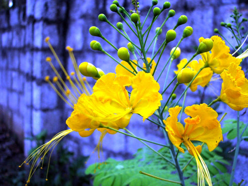 Premium Caesalpinia Flower seeds for Planting Vibrant Colors, Heirloom & GMO Free Seeds for Home Garden seeds