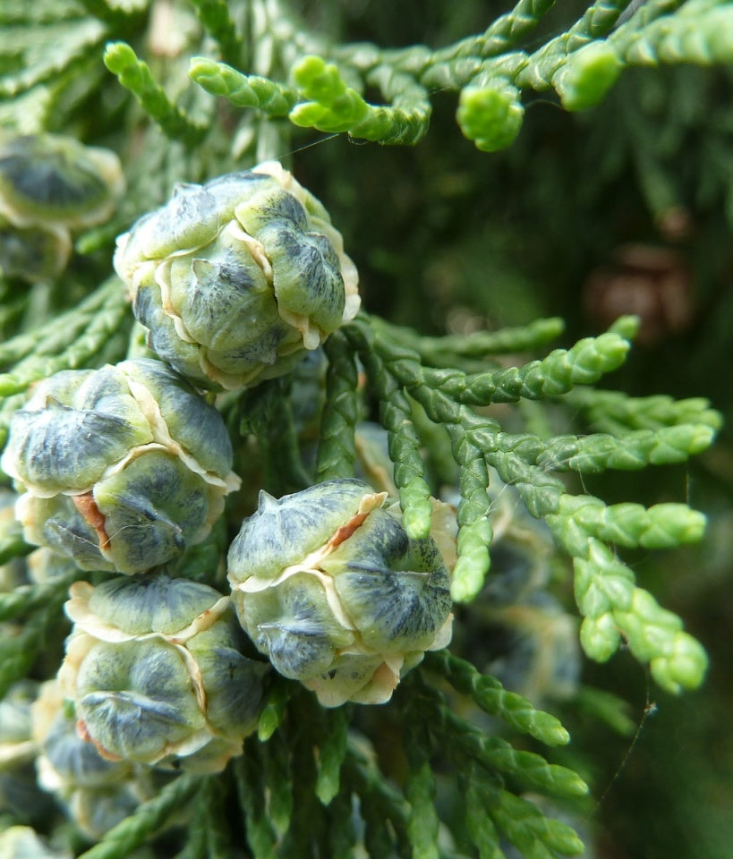 Pendula Chamaecyparis Nootkatensis Flower seeds for Planting - Easy to Grow, Heirloom & GMO Free Seeds for Home Garden