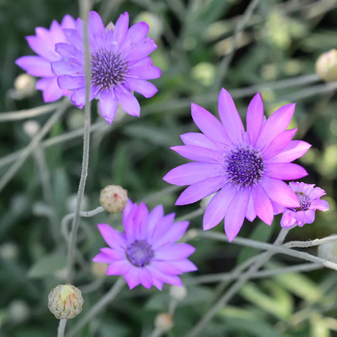 Lavender Xeranthemum Flower seeds for Planting Long Bloom Season, Heirloom & GMO Free Seeds for Home Garden vegetable and garden seeds