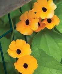 Thunbergia Flower seeds for Planting Drought Tolerant Heirloom & GMO Free Seeds for Home Garden 
 
 Sale for planting in home garden