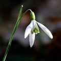 Galanthus Flower seeds for Planting Compact Growth, Heirloom & GMO Free Seeds for Home Garden seeds for planting