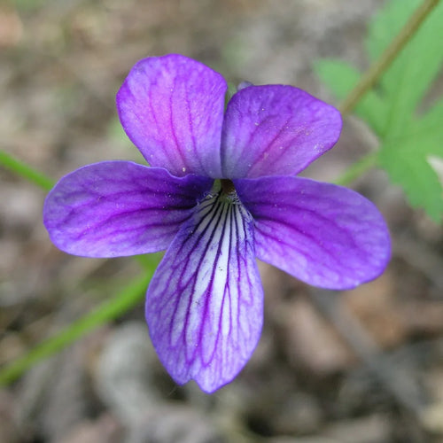 Blue Viola Mandshurica Flower seeds for Planting Easy to Grow, Heirloom & GMO Free Seeds for Home Garden seeds for planting
