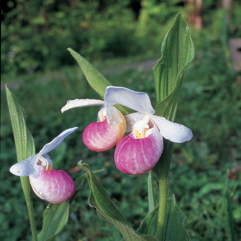 Heirloom Lady's Slipper Orchid Flower seeds for Planting Bright Blooms Heirloom & GMO Free Seeds for Home Garden