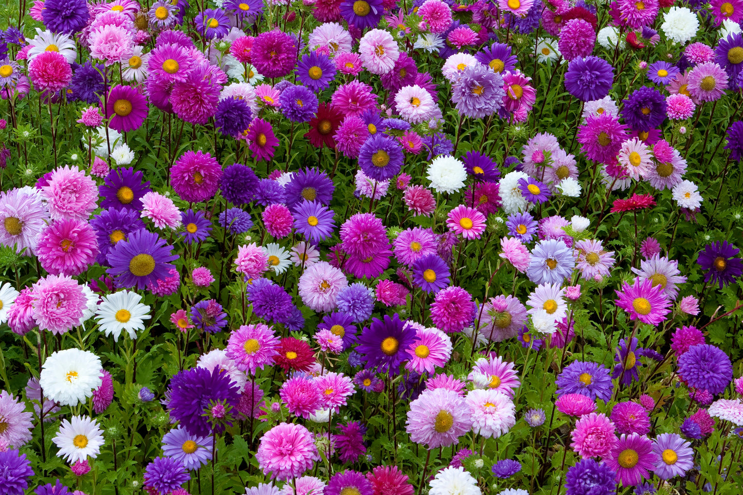Aster China Flower seeds for Planting Wildflower Mix Heirloom & GMO Free Seeds for Home Garden