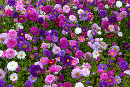 Aster China Flower seeds for Planting Wildflower Mix Heirloom & GMO Free Seeds for Home Garden