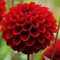 Deep Red Dahlia Flower seeds for Planting Shade Tolerant, Heirloom & GMO Free Seeds for Home Garden seeds for planting