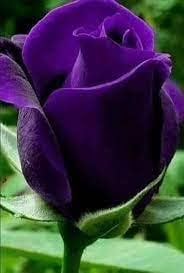 Thick Purple Flower seeds for Planting Fragrant Blossoms, Heirloom & GMO Free Seeds for Home Garden seeds for planting