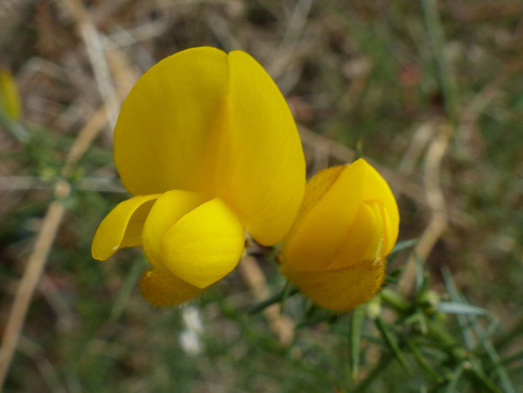 Sweet Pea Flower Seeds: Vibrant Yellow Blooms for Garden Enthusiasts