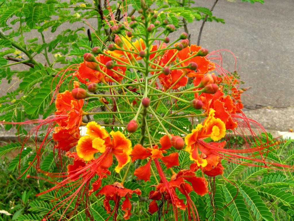 High quality Caesalpinia Flower seeds for Planting Colorful Display Heirloom & GMO Free Seeds for Home Garden seeds pack