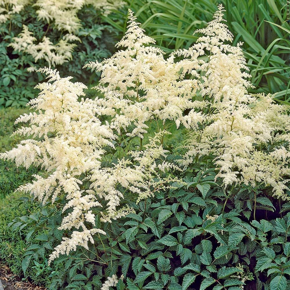 Premium Cream Astilbe Flower seeds for Planting Drought Tolerant, Heirloom & GMO Free Seeds for Home Garden seeds