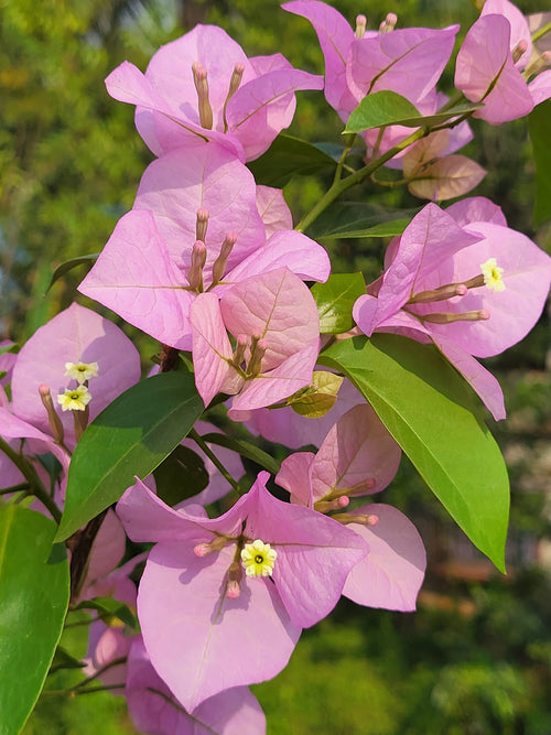 Premium Bougainvillea Flower seeds for Planting Colorful Display, Heirloom & GMO Free Seeds for Home Garden seeds