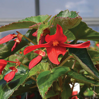 Boliviensis Flower seeds for Planting Cut Flower Favorite Heirloom & GMO Free Seeds for Home Garden