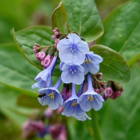 Mertensia Flower seeds for Planting Cottage Garden Essential, Heirloom & GMO Free Seeds for Home Garden vegetable and garden seeds