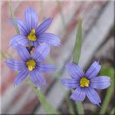 Sisyrinchium Montanum Flower Seeds For Planting