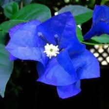 Blue Spectabilis Flower seeds for Planting - Garden Favorite, Heirloom & GMO Free Seeds for Home Garden
 
 Sale seeds for home garden
