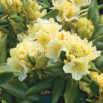 Rhododendron Flower seeds for Planting Fragrant Blossoms Heirloom & GMO Free Seeds for Home Garden