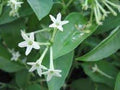 Cestrum Flower seeds for Planting Garden Favorite, Heirloom & GMO Free Seeds for Home Garden seeds for planting