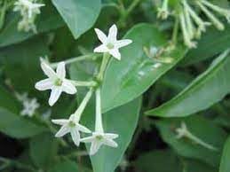 Cestrum Flower seeds for Planting Garden Favorite, Heirloom & GMO Free Seeds for Home Garden seeds for planting