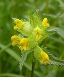 Heirloom Rattle Flower seeds for Planting Low Maintenance Heirloom & GMO Free Seeds for Home Garden 
 
 Sale for planting in home garden