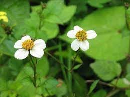 Bidens Pilosa Flower seeds for Planting Easy to Grow Heirloom & GMO Free Seeds for Home Garden 
 
 Sale for planting in home garden