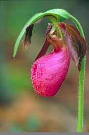 Cypripedium Acaule Flower seeds for Planting Bright Blooms, Heirloom & GMO Free Seeds for Home Garden seeds for planting