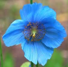 Meconopsis Flower seeds for Planting Cut Flower Favorite, Heirloom & GMO Free Seeds for Home Garden vegetable and garden seeds