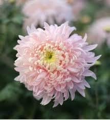 Bonsai Chrysanthemum Flower seeds for Planting - Compact Growth, Heirloom & GMO Free Seeds for Home Garden
 
 Sale seeds for home garden