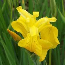 Bearded Flower seeds for Planting Vibrant Colors, Heirloom & GMO Free Seeds for Home Garden seeds for planting
